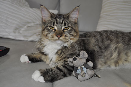 Small Siberian Cat lying down on a sofa